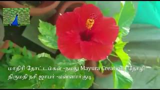 மாதிரி தோட்டம்கள் -நமது Mayura Creations தோழி திருமதி  நசி ஜாபர்-மன்னார் குடி