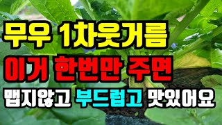 김장무 맛있게 키우려면 웃거름 이걸로 주면 맵지않고 부드럽고 맛있어요. 꼭 이걸로 주세요.