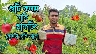 Grafting or Guti kolom which one is best for pomegranate ? গ্রাফটিং নাকি গুটি কলম কোনটি বেশি ভালো ?