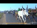 bull training in madurai at lakshmipuram