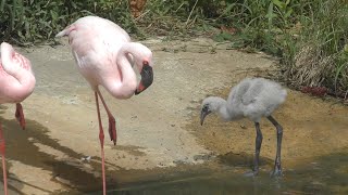 コフラミンゴのヒナ　もう独り立ちしているのかな？　【のんほいパーク】Lesser flamingo Toyohashi Zoo