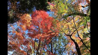 ★錦秋の秩父御嶽神社　2024