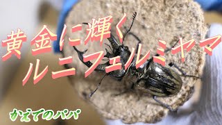 黄金に輝くミヤマクワガタ