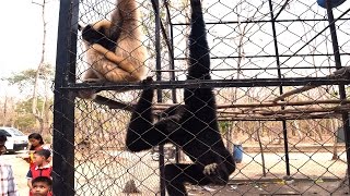 Asian Travel | Pileated Gibbon in Phnom Tamao Wildlife Rescue Centre, Cambodia | GiGoGo