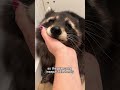 cute raccoon gives unexpected surprise animals cute interesting pets shorts