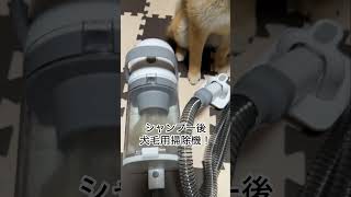 犬毛用掃除機