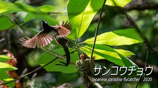 【サンコウチョウの子育てドキュメント2】 サンコウチョウ Breeding record ofJapanese Paradise Flycatcher 2020