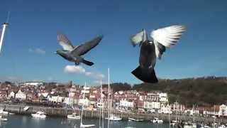 Come Fly With Me (slow motion of birds in flight)