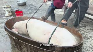 老乡家的猪被7个屠夫拒绝 师傅用祖传手艺脱毛 看完流程惊艳了 #杀猪脱毛手艺 #杀猪脱毛方法 #杀猪脱毛技巧 #农村杀猪 #杀年猪了