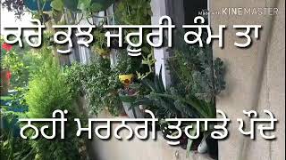 How to save plants in summer, ਗਰਮੀ ਵਿੱਚ ਕਿਵੇ ਬਚਾਈਏ ਪੌਦਿਆ ਨੂੰ