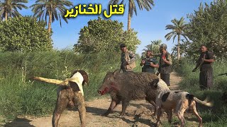 مجموعة أشخاص يقتلون الخنازير لأنها تقتحم الحقول الزراعية kill pigs🇮🇶