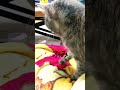 もみもみふみふみうっとり猫ねこ