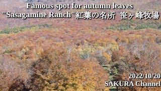 【Famous spot for autumn leaves】Sasagamine Ranch 紅葉の名所 笹ヶ峰牧場 #sightseeing