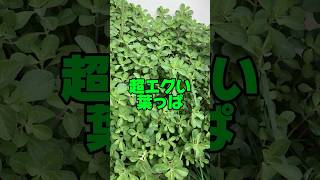 【マンジェリコン】【沖縄の葉っぱ】薬草