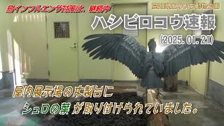 鳥インフル対策は、継続中。今日の屋内展示場の当番はカシシちゃんで、木製台にはシュロの葉が取り付けられていました。【のいち動物公園、ハシビロコウ速報(2025.1.21)】