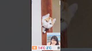 【駒木結衣】ひょっこり猫にゆいちゃん「見られたっ！」【ウェザーニュースライブ】