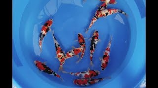 Jumbo Tosai Showa Dainichi Koi Farm