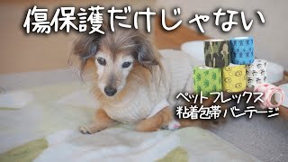 【18歳と15歳老犬カニンヘンダックスVlog】老犬におすすめ粘着包帯　肉球保護だけじゃない絶大な効果があった