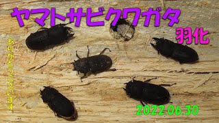 ヤマトサビクワガタ成虫掘出2022 06 30