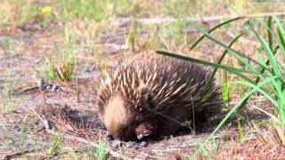 Echidna or spiny ant eater filmed on the east coast of Tasmania.