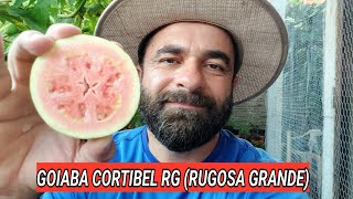 COLHEITA DE GOIABA CORTIBEL RG (RUGOSA GRANDE) INCRÍVEL!!