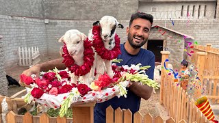 Baby Goats Ka Welcome kia Mini Zoo Main😍 🎉