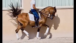 Sportive Buckskin lusitano horse ideal for amateurs. Born in 2017, 158cm.