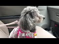 【47】ぶるぶる震えるりんごさん　血液検査の結果は？　トイプードル　犬　シルバートイプードル