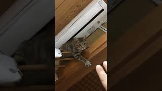 何かを訴える猫