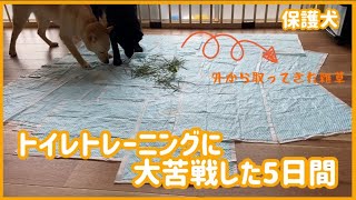 【保護犬】トイレトレーニングに大苦戦した5日間