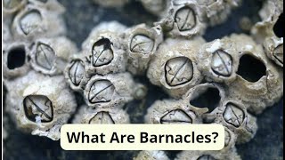 What Are Barnacles?