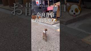 奈良井宿をお散歩中🐶 #トイプードル #ショート #日本一周 #犬