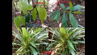 எது உண்மையான பிரியாணி இலை பிரிஞ்சி இலை | biryani leaf plant in tamil