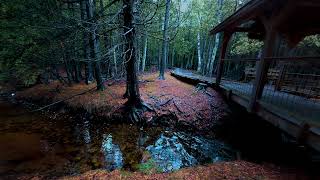 3 Hours of a Gentle Stream in a Rain Swept Boreal Forest | 4k Binaural Sleep and Study