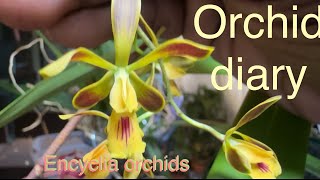 ORCHID DIARY: ENCYCLIA ORCHIDS