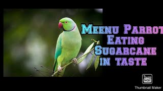 MEENU PARROT EATING SUGARCANE BY BITING SO FUNNY MOMENTS