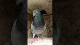 কবুতরের নেসা মারাক্তক নেসা ভাই। #pigeon #birds #pigeon #india #kolkata #viral 🕊️🕊️🕊️🕊️🕊️😘😘😘❤️❤️🥰🥰