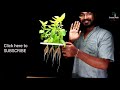 how to easily grow tulsi without soil hydroponics system for coriander and tulsi