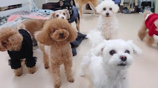 年越しお泊り組起床　🐶ひみつきちなう！①🐶  2024年12月30日