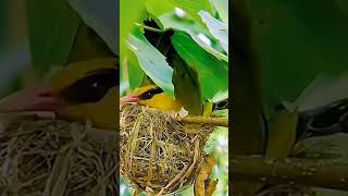 CARA MULAI PRODUK PROSES BURUNG PODANG SAMPAI NETAS BERANAK#muraibatugacor #viralvideo #shortvideo