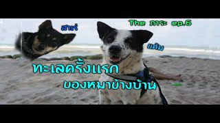 ทะเลครั้งแรกของหมาข้างบ้าน เจอแต่แนวกันคลื่น - The ภาระ EP.6