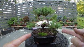 BnB how to Create Beautiful Bonsai Tree from Ugly Bush