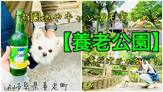 【チワワとお出かけ】1日楽しめる養老公園！見どころは滝だけじゃない！！