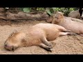 寝ながらいただきます～🌿カピバラさん★capybaras eat while sleeping 神戸どうぶつ王国