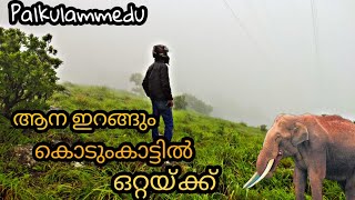 ആനയിറങ്ങും കാട്ടിൽ ഒറ്റയ്ക്ക് | Palkulamedu Idukki | Idukki vlog 2