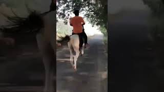 ladla rider sunny salar #sindhihorse#trending #trendingshorts#viral #viralvideo#like #youtubeshorts