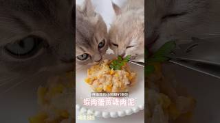 療癒系喵咪吃播(影片在合集14、6號上片) #cat #asmreating #貓咪 #貓咪系列 #asmr #吃播 #沈浸式 #蝦 #雞肉