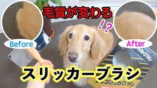 愛犬の毛が見違えるように綺麗になった！？静電スリッカーブラシはこれだぁ🐶