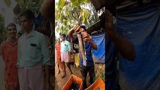 ആളെ മനസ്സിലായോ 🦈💥#fishing video, fishing kerala, fishing video, fishing videos,village fishing video