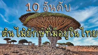 10 อันดับสุดยอด ต้นไม้ยักษ์ที่มีอยู่ในไทย ที่หลายคนยังไม่รู้